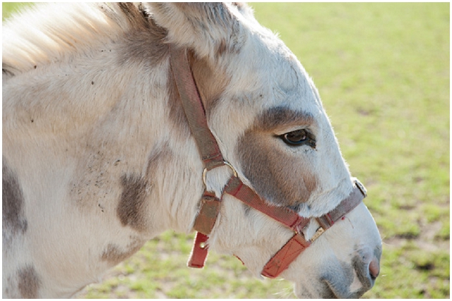 Mudchute Farm + Park: Engagement Shoot