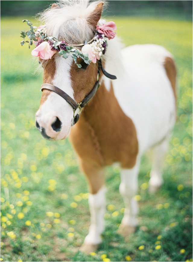 Mini horse with flower crown