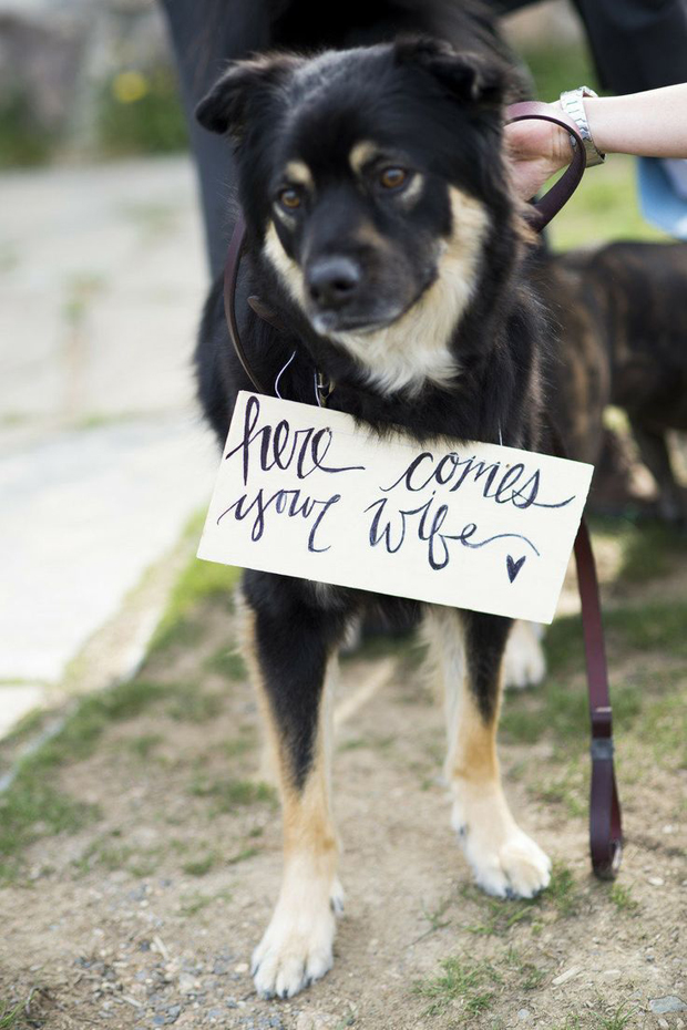 Here comes your wife doggy signage