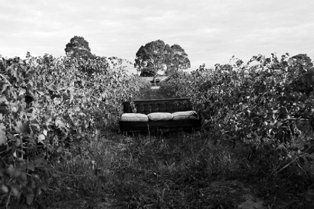 Romantic White Vineyard Wedding: Stacy & Simon {and bump}