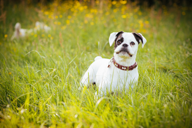 Pet Pooch Engagement Shoot: Nick & Hannah