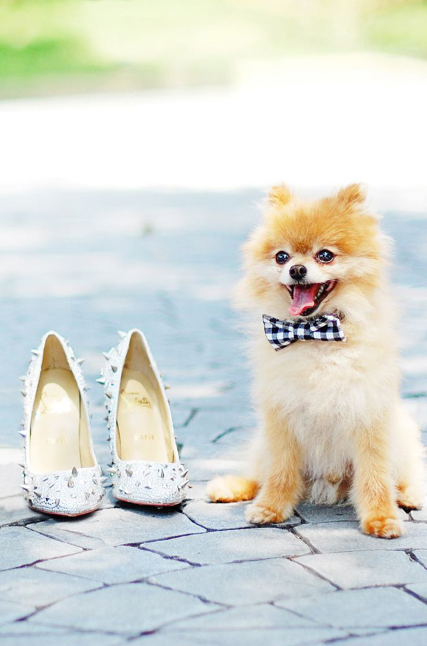 15 cute ways to get your dog wedding ready | doggie aisle style!