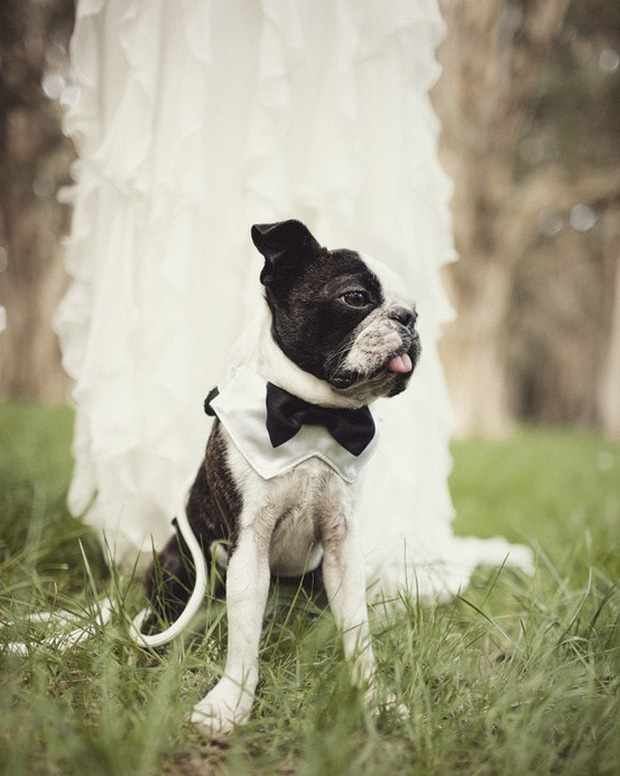 15 cute ways to get your dog wedding ready | doggie aisle style!