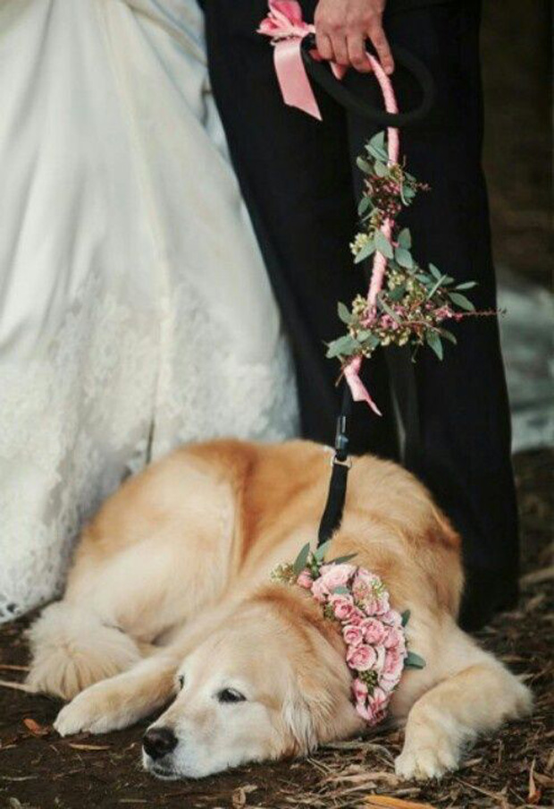 floral dog lead