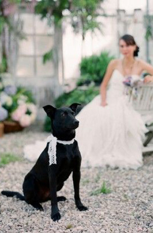 lace ribbon tie for wedding dog