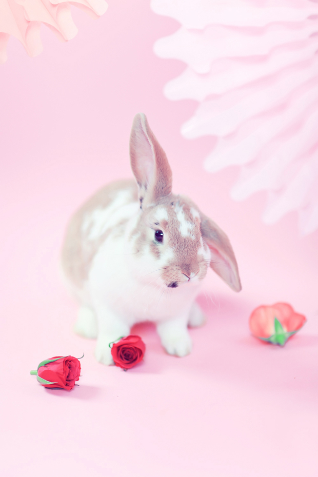 Blushing Bride and Bunnies: Pink Inspiration Shoot